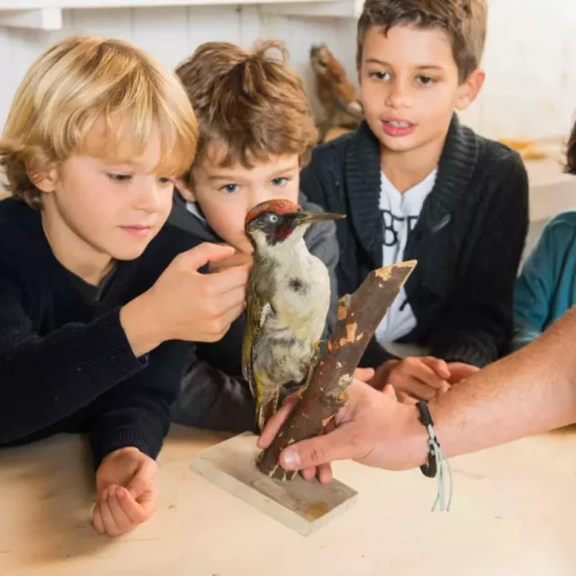 Atelier Oiseaux