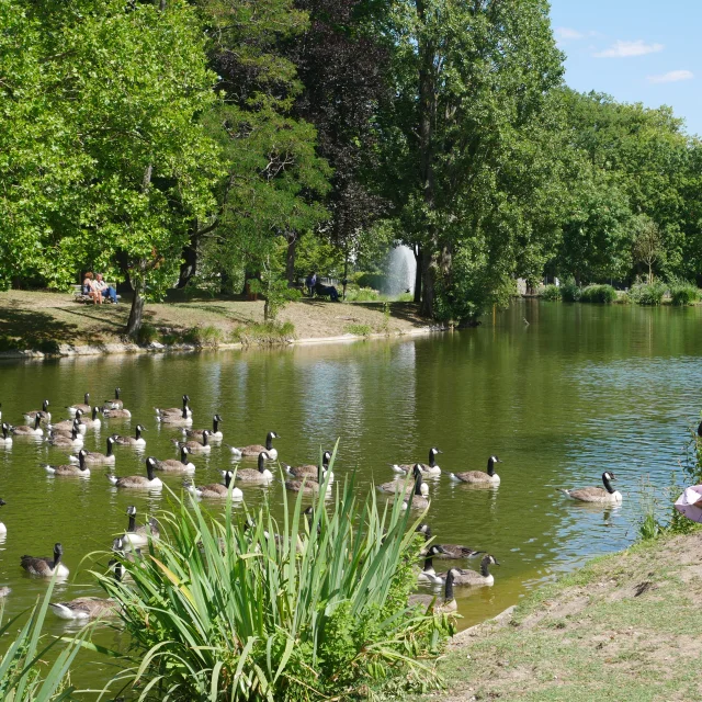 Le Vesinet Les Ibis