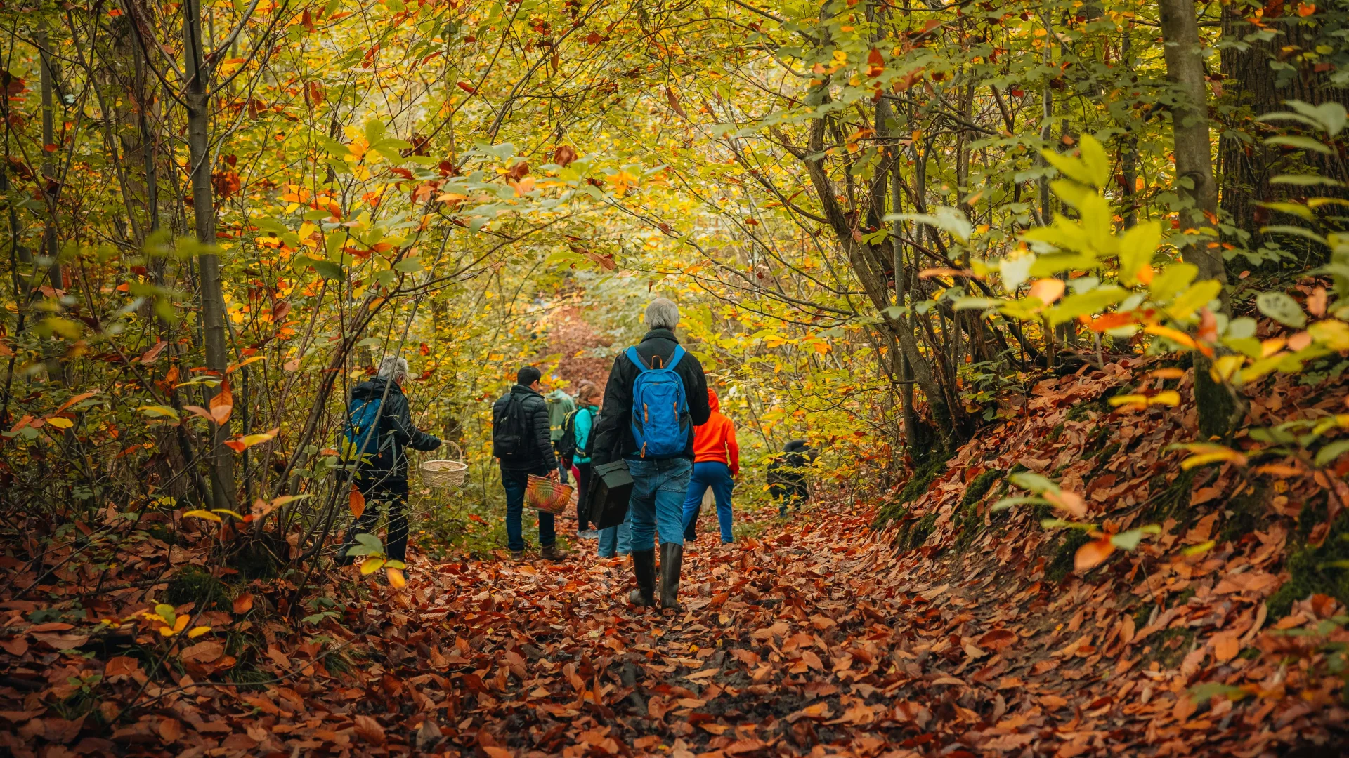 Balade en forêt OTISGBS