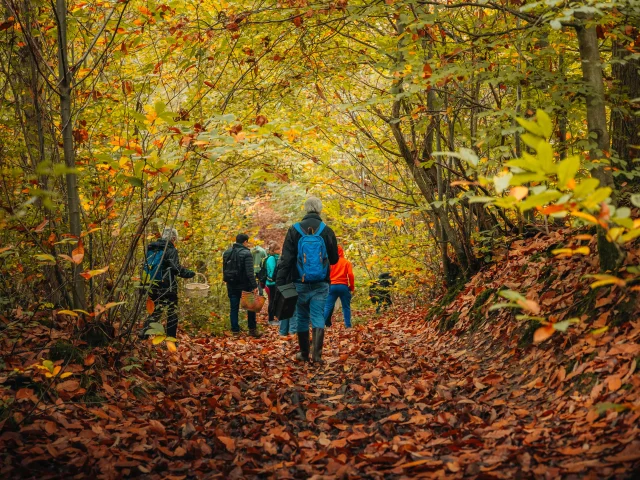 Balade en forêt OTISGBS