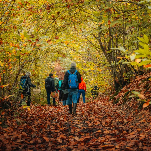 Balade en forêt OTISGBS