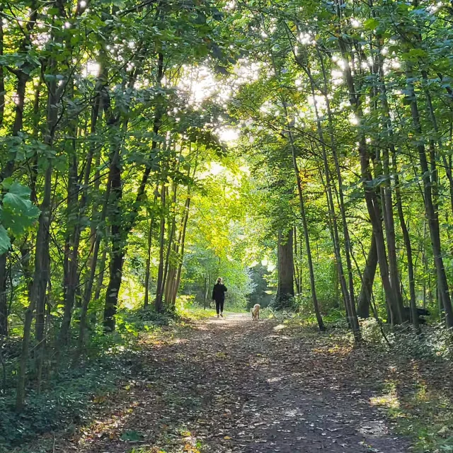 Instagram #saintgermainenlaye