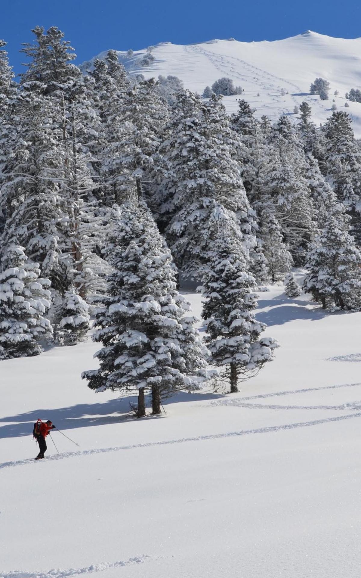 Randonnées En Raquettes En Auvergne | Les Camélias