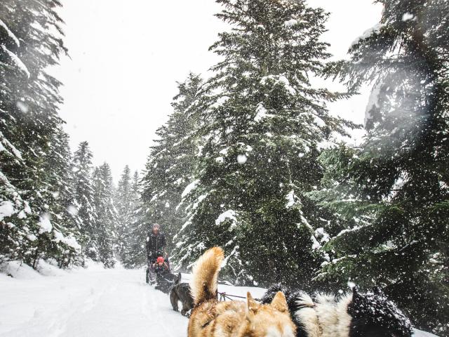 ©nbirrien Dogsleds Coueou Hiv21