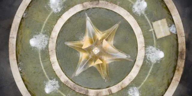 nbirrien Fountain Fir Tree Village Top View Dji 0445