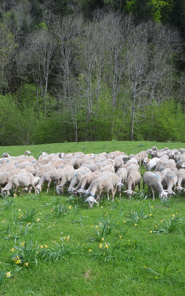 Outdoor herd