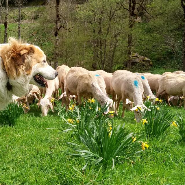 Granja de ovejas y perros Des Carlines