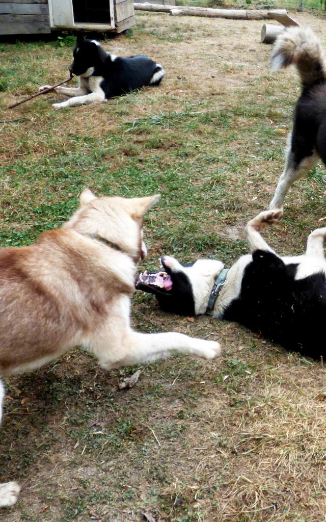 Découverte Repaire De Lénergie à Revendre. © Repaire Des Huskys