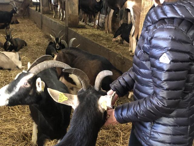 Visite Chèvrerie De Gouaux