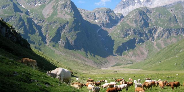 Vache Vallée De La Géla