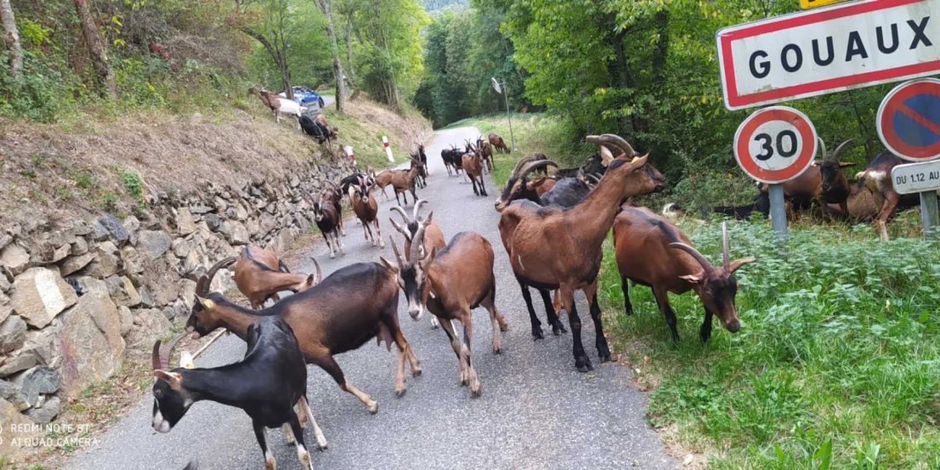 Un troupeau de chèvres marche sur une route de montagne bordée d’arbres à l'éntrée du village de Gouaux; on peut voir le panneau.