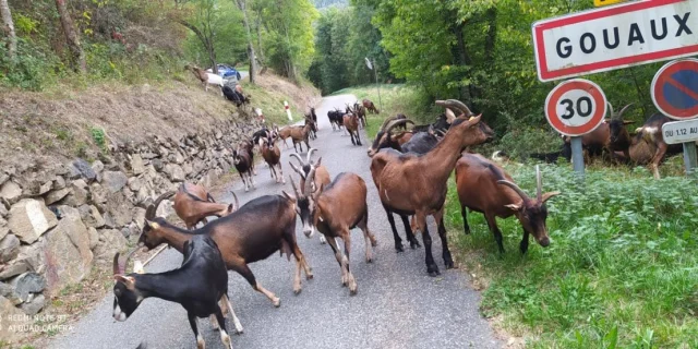 Un troupeau de chèvres marche sur une route de montagne bordée d’arbres à l'éntrée du village de Gouaux; on peut voir le panneau.