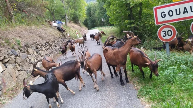 Un troupeau de chèvres marche sur une route de montagne bordée d’arbres à l'éntrée du village de Gouaux; on peut voir le panneau.