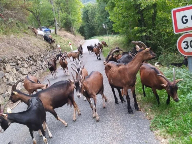 Un troupeau de chèvres marche sur une route de montagne bordée d’arbres à l'éntrée du village de Gouaux; on peut voir le panneau.