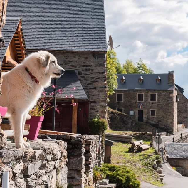 Patou des Pyrénées au village de Soulan se tenant sur une murette du vieille maison en pierre. On peut distinger en fond la rue qui sort du village en direction de Saint-Lary avec des aisons de pierre sur la gauche et l'église à droite.