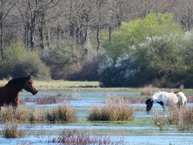 chevaux-de-brire.jpg