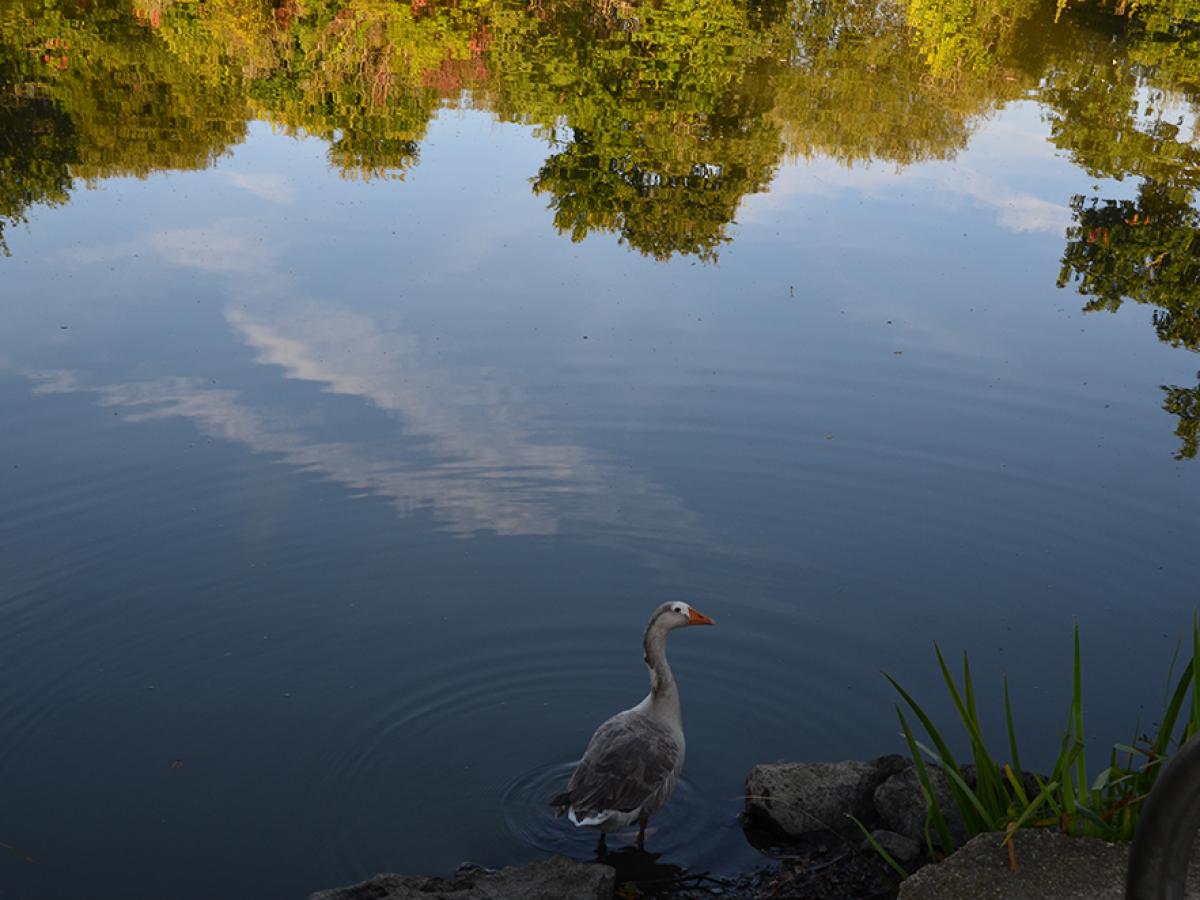 Etang de saint nazaire