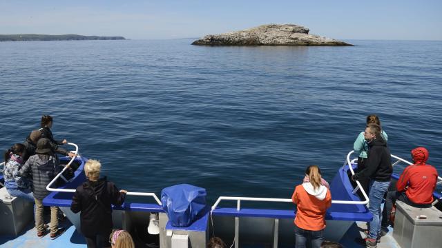 Tour observation faune marine 2