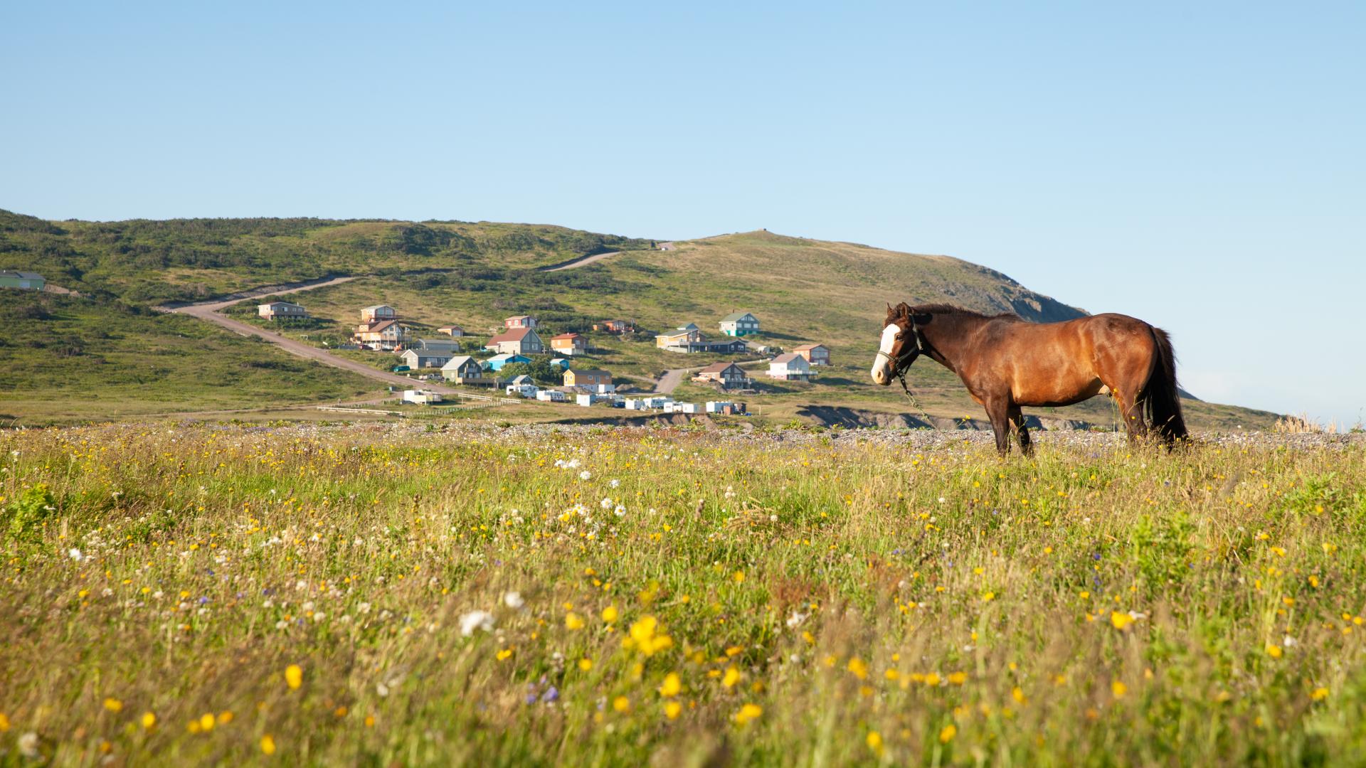 MiquelonLanglade, un petit bout de France Tourisme SaintPierre et