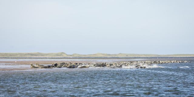 Tour Barachois Zodiac 4
