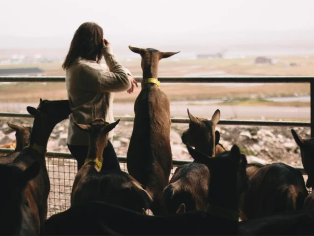 400759232 277762541924725 3344486493600793802 N