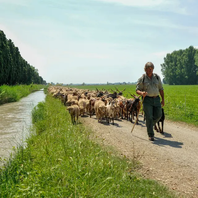 Regis Cintas Flores Pastoralisme (24)