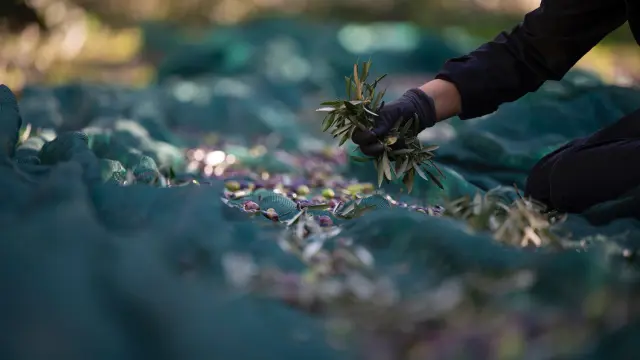 2020 Oliveraie Mas Des Bories 2