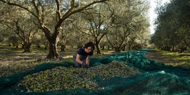 2020 Oliveraiemasdesbories 4