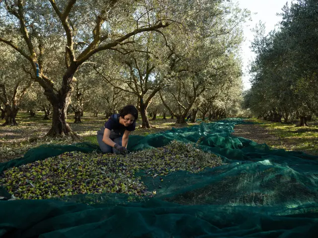 2020 Oliveraiemasdesbories 4