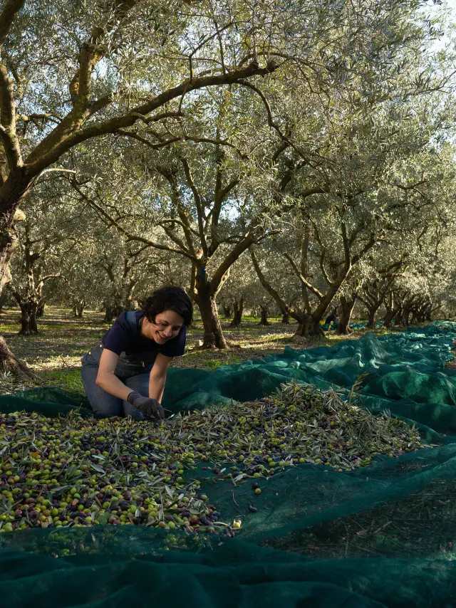 2020 Oliveraiemasdesbories 4