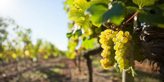Grappe de raisin dans les vignes