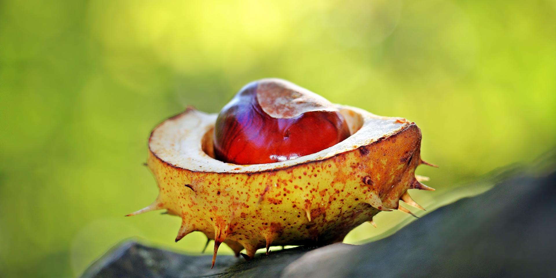 La Châtaigne, le fruit de l’automne du Périgord Sarlat Tourisme