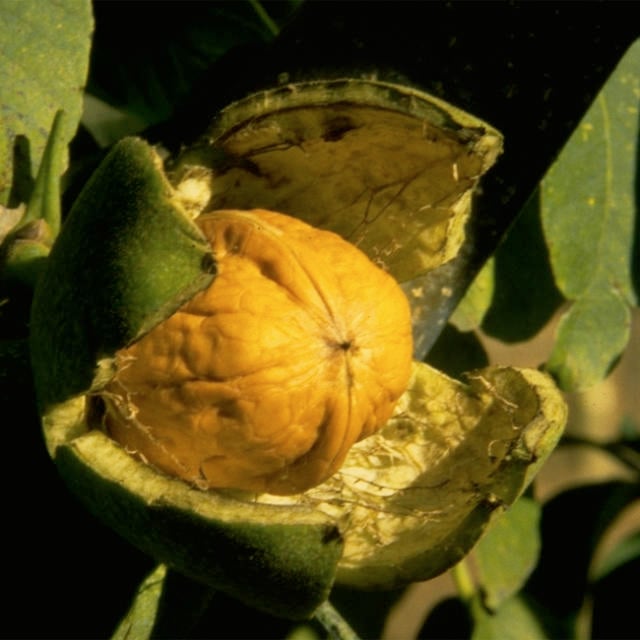 Walnuts of the Périgord: farmers, flavours and local origins | Sarlat ...