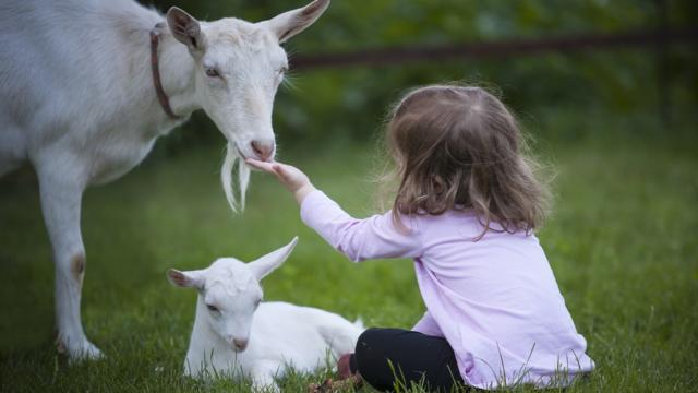 Enfant et animaux en Périgord Noir