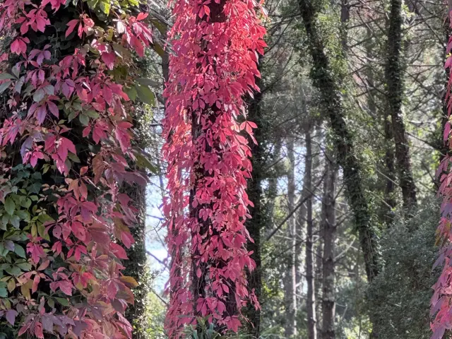 Couleurs d’automne dans la forêt landaise.