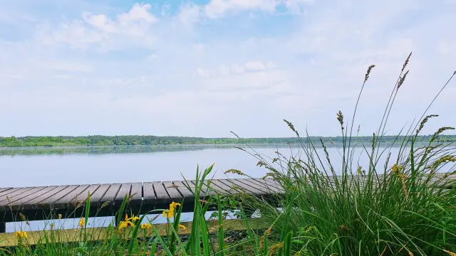 ponton sur les berges de l'étang blanc à Seignosse