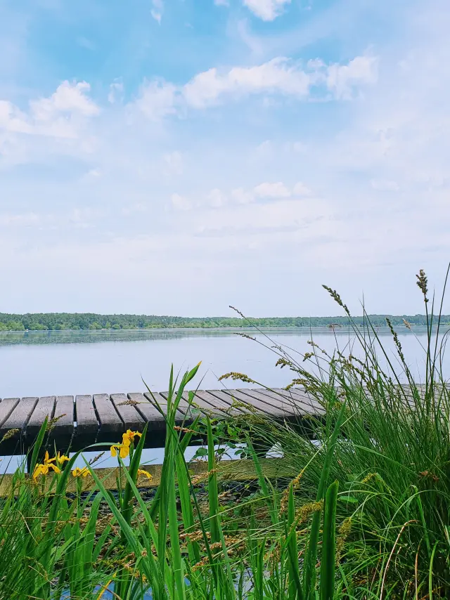 ponton sur les berges de l'étang blanc à Seignosse