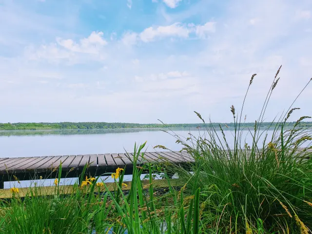 ponton sur les berges de l'étang blanc à Seignosse