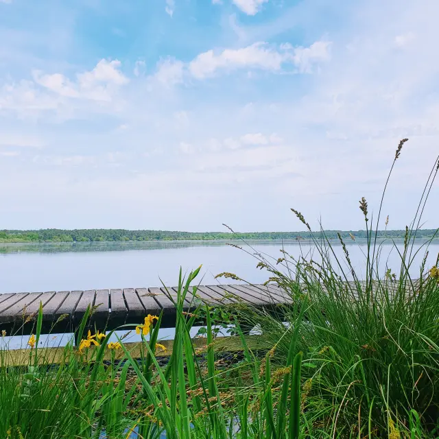 ponton sur les berges de l'étang blanc à Seignosse