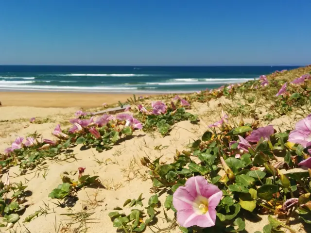 la dune des casernes à Seignosse
