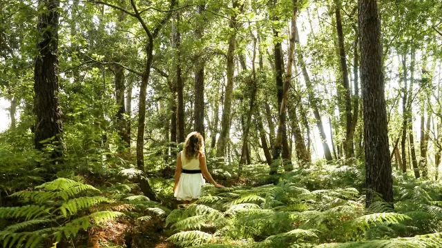 balade dans la forêt de pins à Seignosse