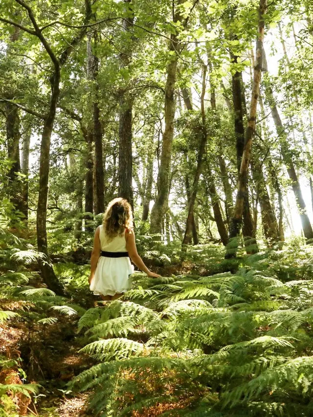 balade dans la forêt de pins à Seignosse