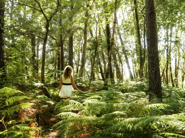 balade dans la forêt de pins à Seignosse