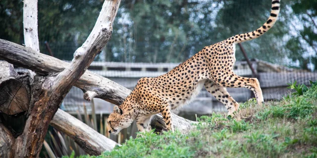 Biotropica 006 08 2018