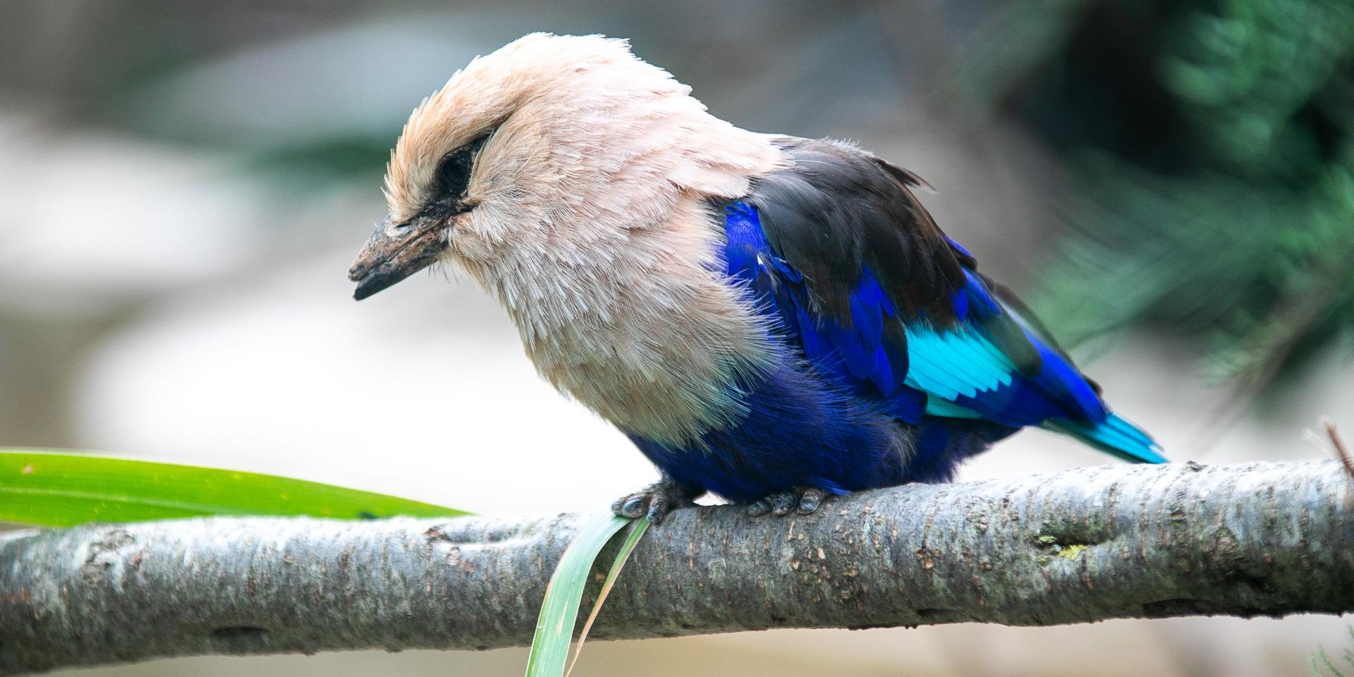 La serre zoologique de Biotropica abrite des oiseaux rares et colorés