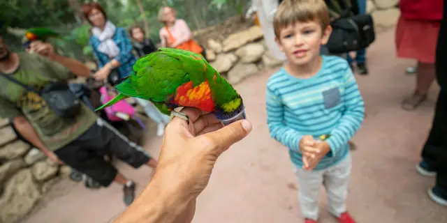 Loriquet au parc animalier Biotropica à Léry-Poses en Normandie