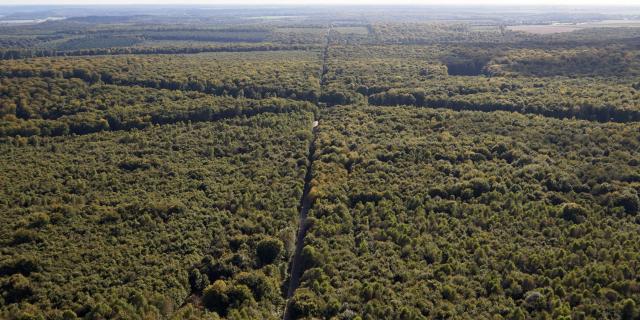 Foretdebordlouviers6©altivolus.fr