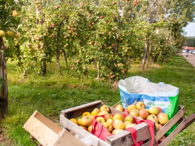 Vergerslemesniljourdain4©normandie Photo.com