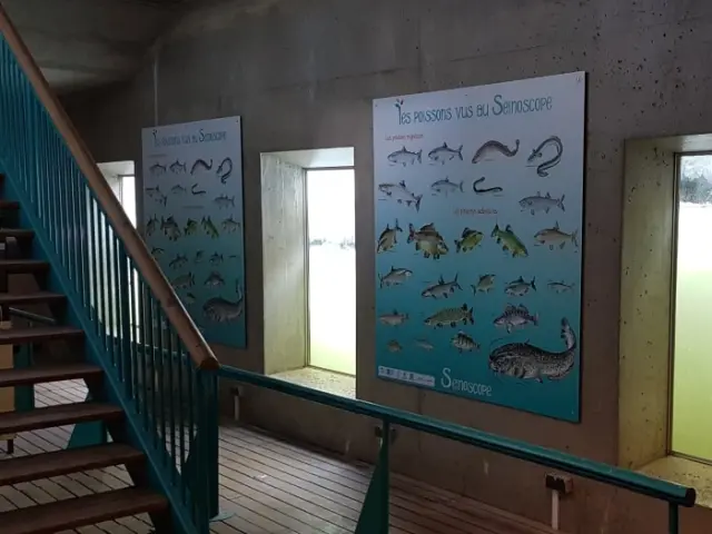 Observatoire de poissons de la seine à Poses en Normandie