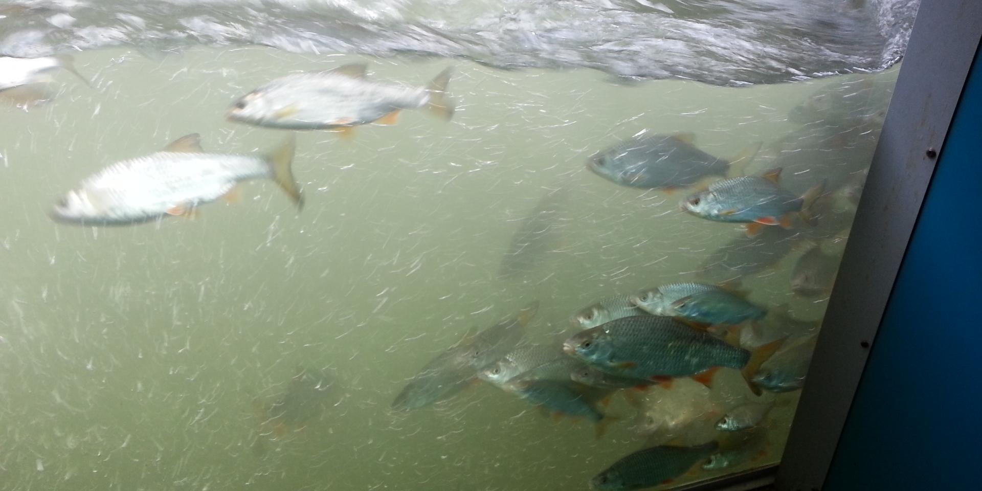 Poissons de la seine observés depuis le Seinoscope de Léry Poses En Normandie